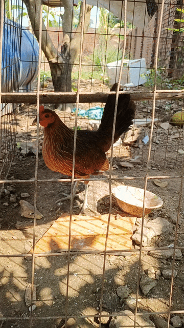 Gà mái đẻ 1.15 kg. Mua bán Gà tại Huyện Thống Nhất Đồng Nai được đăng bởi Tuấn Trương hình 1