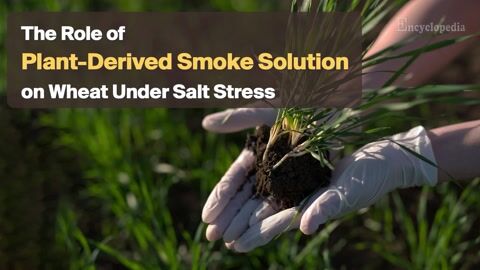 Encyclopedia-Plant-Derived Smoke Solution on Wheat Under Salt Stress