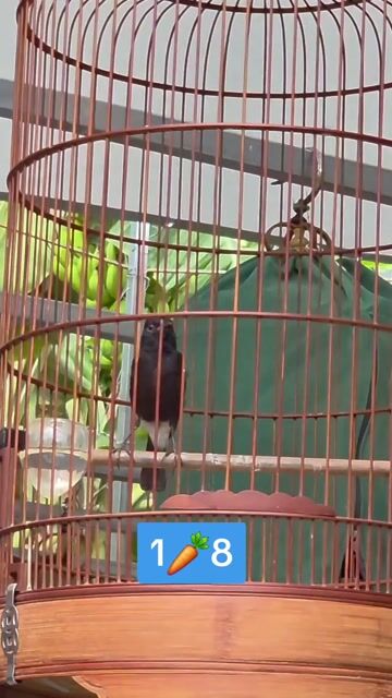 Chim Chòe đất siêng hót. Mua bán Chim tại Quận Gò Vấp Tp Hồ Chí Minh được đăng bởi Tưởng Họa Mi  hình 1