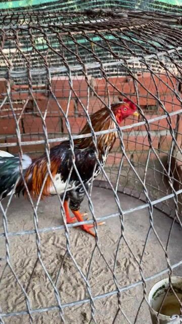 Bông 2kg8. Mua bán Gà tại Huyện Tân Phú Đông Tiền Giang được đăng bởi Cảnh Gà TG hình 1