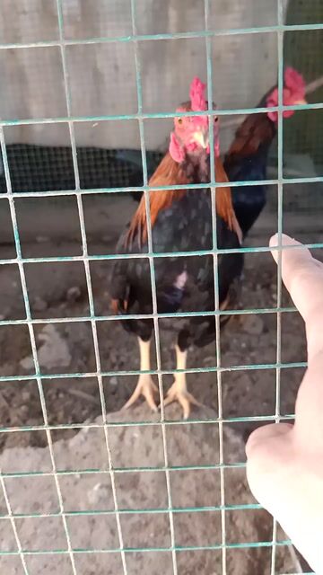 Gà tre Lai Bắc đực 5-6 lạng. Mua bán Gà tại Huyện Xuân Lộc Đồng Nai được đăng bởi Tien Bui hình 1