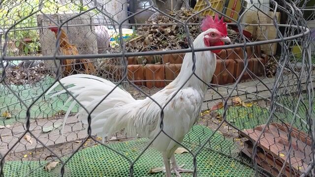 Gà tơ mới up vô. Mua bán Gà tại Thành phố Mỹ Tho Tiền Giang được đăng bởi Traigachoi hình 1