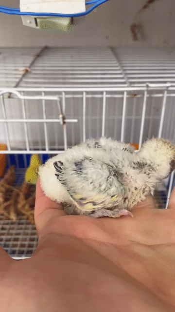 Vẹt Lovebird non đút bột, quấn chủ, thông minh. Mua bán Chim tại Quận 12 Tp Hồ Chí Minh được đăng bởi Lê Trọng Tính hình 1