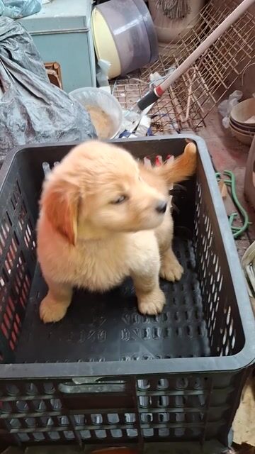 GOLDEN ! NHÌN LÀ MUỐN ĐÓN EM. Mua bán Chó tại Quận Đống Đa Hà Nội được đăng bởi Tùng Lâm corgi hình 1