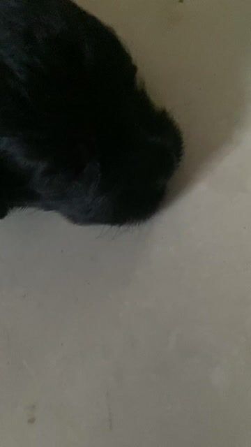 Chó Poodle Đen Đực. Mua bán Chó tại Huyện Sóc Sơn Hà Nội được đăng bởi cưỡng hình 1