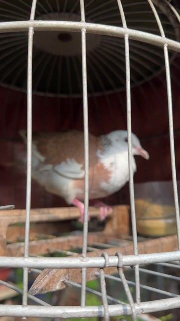 Chim Bồ câu màu Nâu trắng. Mua bán Chim tại Quận 6 Tp Hồ Chí Minh được đăng bởi NGUYÊN hình 1