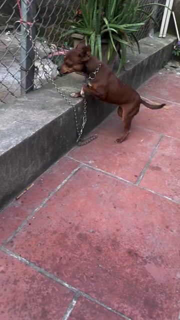 ko có thời gian chăm. Mua bán Chó tại Huyện Đông Anh Hà Nội được đăng bởi Phạm Thoả hình 1