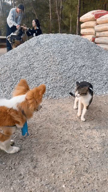Chó Corgi đực. Mua bán Chó tại Thành phố Thủ Đức Tp Hồ Chí Minh được đăng bởi Võ Tuấn Anh hình 1