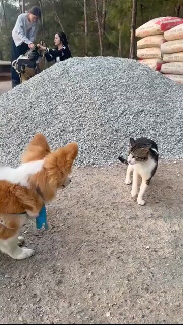 Chó Corgi đực. Mua bán Chó tại Thành phố Thủ Đức Tp Hồ Chí Minh được đăng bởi Võ Tuấn Anh hình 1