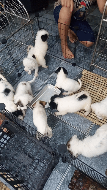 Chó Nhật nhiều màu. Mua bán Chó tại Huyện Xuân Trường Nam Định được đăng bởi Duy hình 1