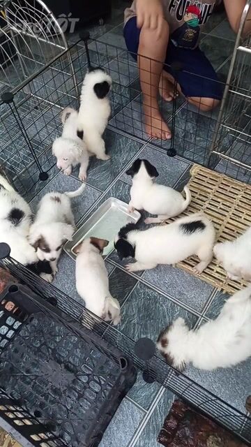 Chó Nhật nhiều màu. Mua bán Chó tại Huyện Xuân Trường Nam Định được đăng bởi Duy hình 1