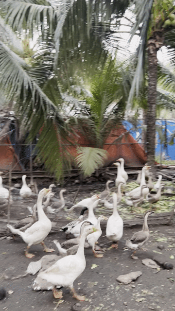 Ngỗng phong thủy Trắng Xám. Mua bán Thú cưng khác tại Quận 12 Tp Hồ Chí Minh được đăng bởi Đại Farm hình 1