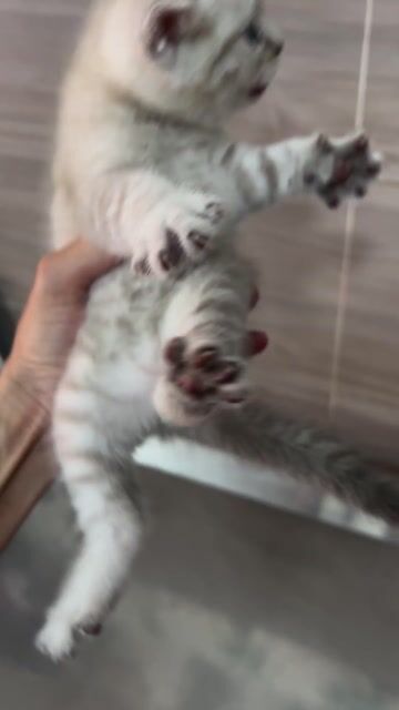 Mèo ALN thuần chủng giá rẻ. Mua bán Mèo tại Quận 12 Tp Hồ Chí Minh được đăng bởi Trần Lâm hình 1