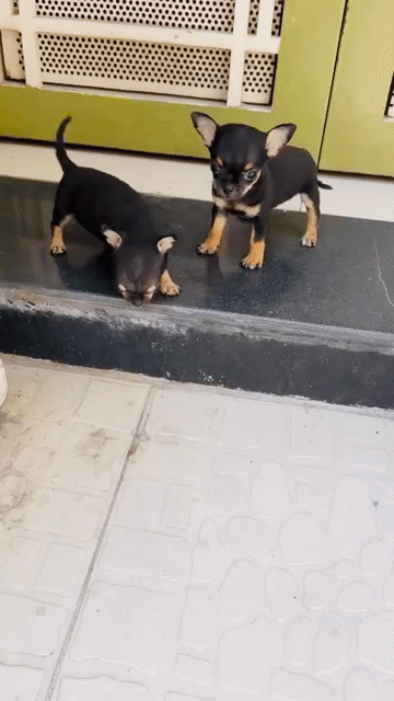 Chó Chihuahua đực cái nhiều màu. Mua bán Chó tại Quận Phú Nhuận Tp Hồ Chí Minh được đăng bởi Nguyễn hình 1