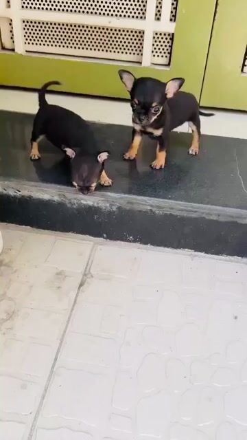 Chó Chihuahua đực cái nhiều màu. Mua bán Chó tại Quận Phú Nhuận Tp Hồ Chí Minh được đăng bởi Nguyễn hình 1