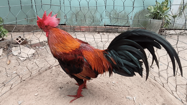 Gà chọi Đực Vàng chân xanh 2,6kg. Mua bán Gà tại Huyện Giồng Trôm Bến Tre được đăng bởi KhánhLinh71  hình 1
