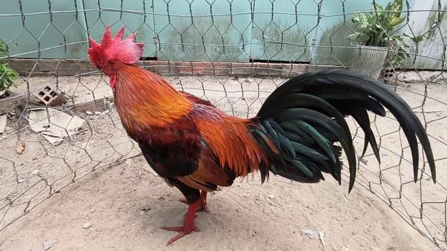 Gà chọi Đực Vàng chân xanh 2,6kg. Mua bán Gà tại Huyện Giồng Trôm Bến Tre được đăng bởi KhánhLinh71  hình 1