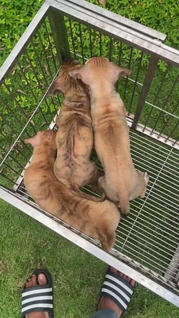 Chó Phú Quốc. Mua bán Chó tại Thành phố Thủ Dầu Một Bình Dương được đăng bởi Quang Trung hình 1