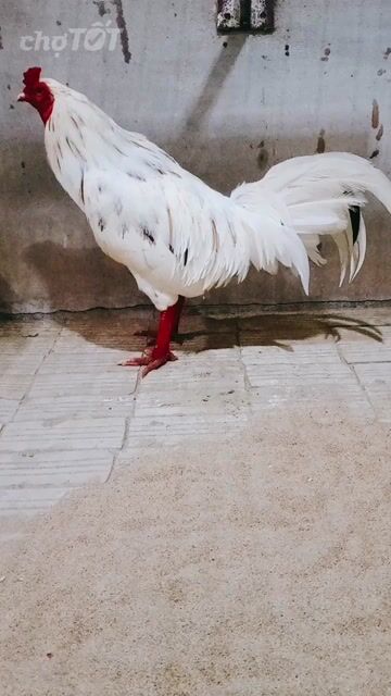 Gà chọi đực trắng 3.25 kg. Mua bán Gà tại Huyện Châu Thành Bến Tre được đăng bởi đoàn Văn Phú hình 1