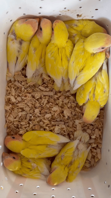 Chim Vẹt Lovebird Vàng. Mua bán Chim tại Huyện Chương Mỹ Hà Nội được đăng bởi menuoipet29 hình 1