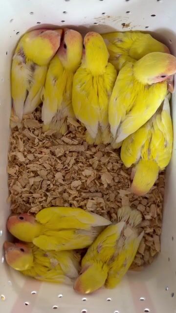 Chim Vẹt Lovebird Vàng. Mua bán Chim tại Huyện Chương Mỹ Hà Nội được đăng bởi menuoipet29 hình 1