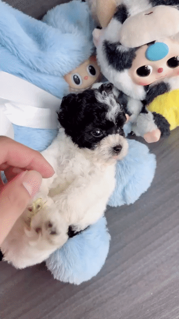Chó Poodle bò sữa tai gấu. Mua bán Chó tại Quận Bình Thạnh Tp Hồ Chí Minh được đăng bởi Phạm Tiến hình 1