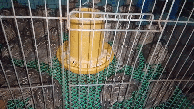 Chim cút cái trên 30 ngày. Mua bán Chim tại Huyện Mỏ Cày Bắc Bến Tre được đăng bởi Mr Danh hình 1