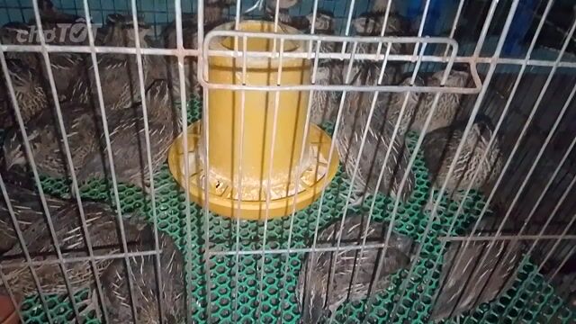 Chim cút cái trên 30 ngày. Mua bán Chim tại Huyện Mỏ Cày Bắc Bến Tre được đăng bởi Mr Danh hình 1