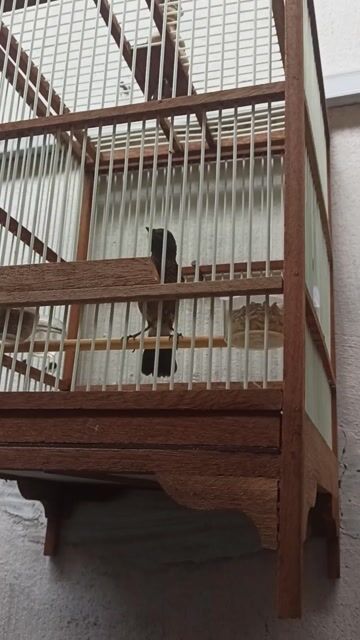 Chim Chòe đất đã trổ cám cứng. Mua bán Chim tại Quận 12 Tp Hồ Chí Minh được đăng bởi Khổng tước  hình 1