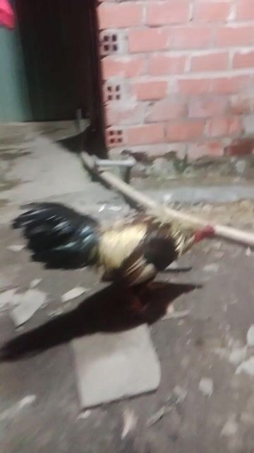 Gà chuối 1.2kg. Mua bán Gà tại Huyện Mang Thít Vĩnh Long được đăng bởi CHUNG hình 1