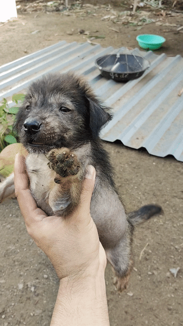 Chó tiểu toàn phong peru lai xù xấu xí độc lạ. Mua bán Chó tại Huyện Phong Điền Cần Thơ được đăng bởi  Gà Đổ Nhà Chính Chủ  hình 1