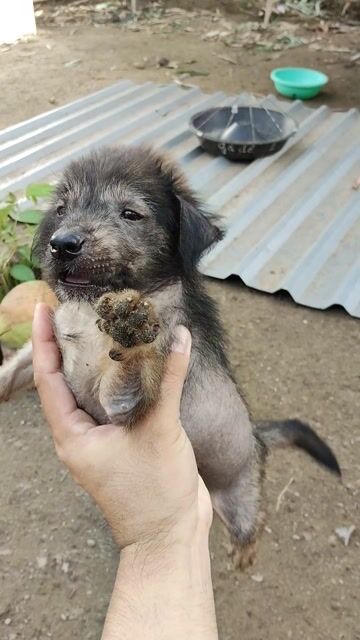 Chó tiểu toàn phong peru lai xù xấu xí độc lạ. Mua bán Chó tại Huyện Phong Điền Cần Thơ được đăng bởi  Gà Đổ Nhà Chính Chủ  hình 1