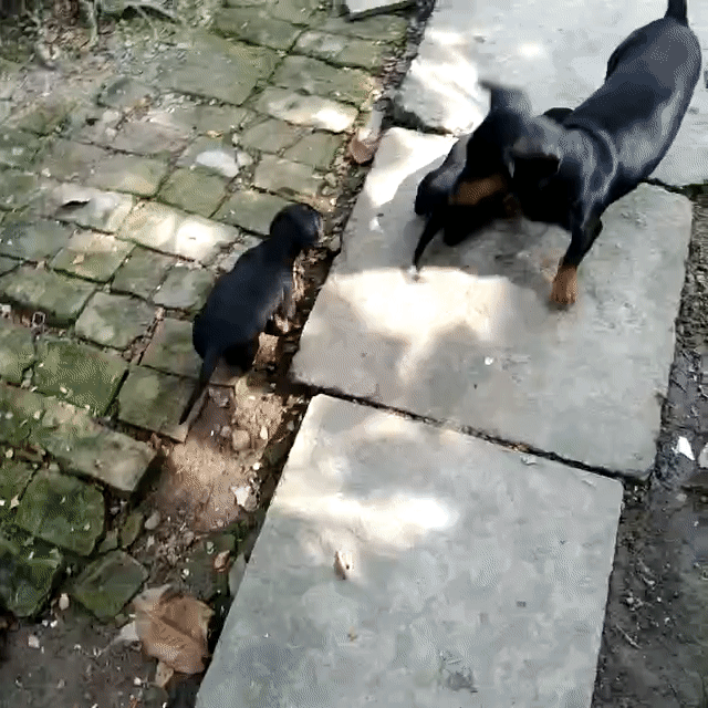 Rã bầy chó con "ST". Mua bán Chó tại Thành phố Sóc Trăng Sóc Trăng được đăng bởi Kim Sơn Thạch hình 1