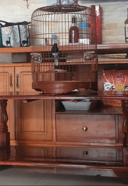 chòe than hót múa xòe. Mua bán Chim tại Thành phố Thủ Đức Tp Hồ Chí Minh được đăng bởi Hoàng Phúc hình 1