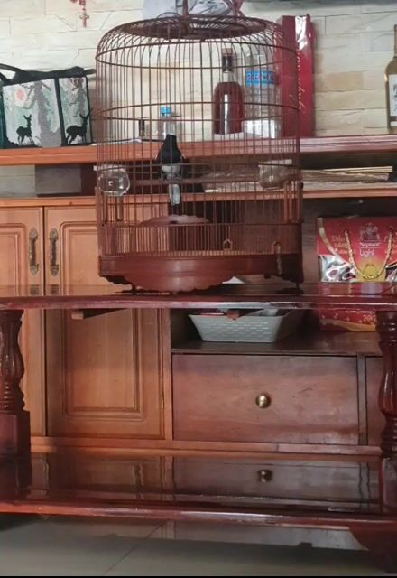 chòe than hót múa xòe. Mua bán Chim tại Thành phố Thủ Đức Tp Hồ Chí Minh được đăng bởi Hoàng Phúc hình 1