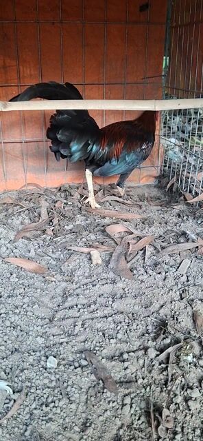 Gà giống Đỏ Đen Xám 1.1kg. Mua bán Gà tại Huyện Củ Chi Tp Hồ Chí Minh được đăng bởi Gà Lấu hình 1