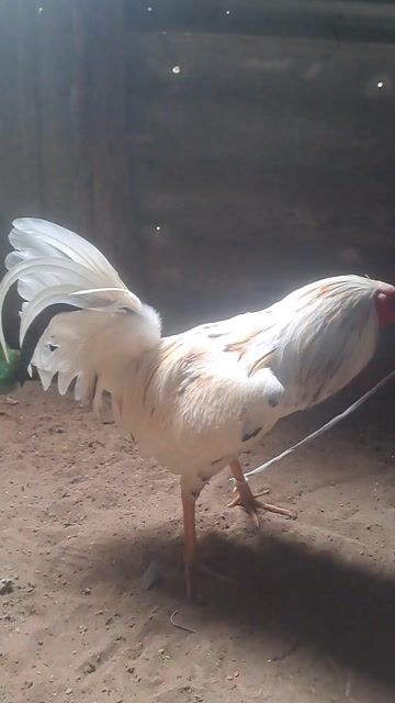 2.6kg. Mua bán Gà tại Quận Bình Thuỷ Cần Thơ được đăng bởi thienanh hình 1