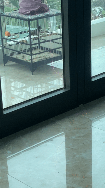 Chim chào mào đang thay lông. Mua bán Chim tại Huyện Thường Tín Hà Nội được đăng bởi Phạm Duy hình 1