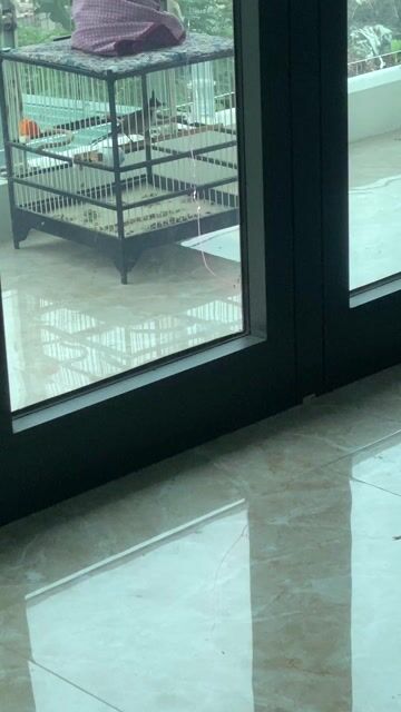 Chim chào mào đang thay lông. Mua bán Chim tại Huyện Thường Tín Hà Nội được đăng bởi Phạm Duy hình 1