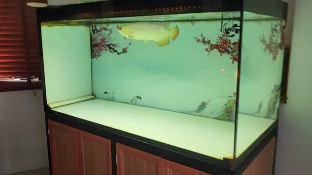 Hồ cá cảnh Kính cường lực 10mm. Mua bán Phụ kiện, Thức ăn, Dịch vụ tại Quận Cẩm Lệ Đà Nẵng được đăng bởi THƯỢNG LÝ NGUYỄN hình 1