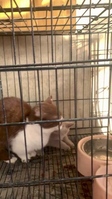 mèo anh lilac. Mua bán Mèo tại Quận Đống Đa Hà Nội được đăng bởi le dang tung hình 1