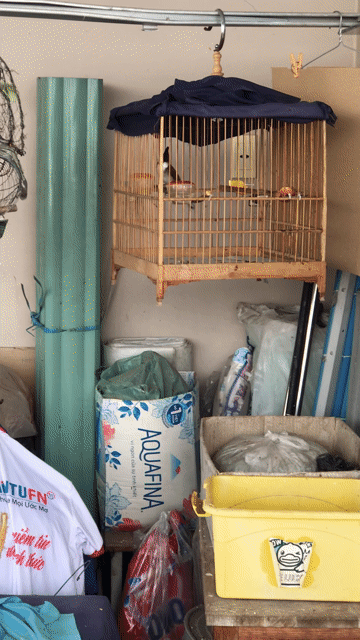 Chim cảnh mào đẹp móng miệng đủ. Mua bán Chim tại Quận Gò Vấp Tp Hồ Chí Minh được đăng bởi tèo hình 1
