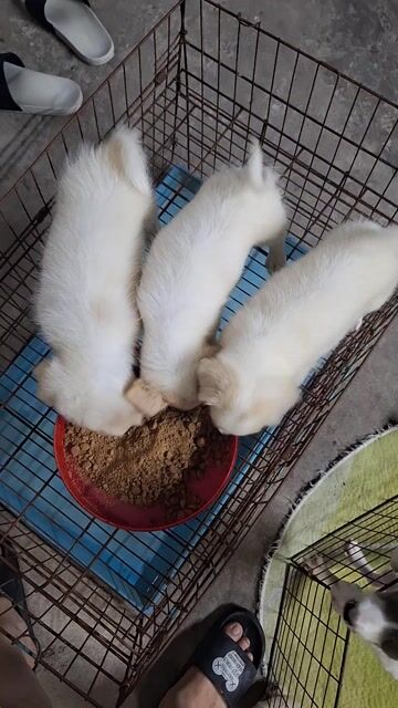 Tìm sen cho các bé. Mua bán Chó tại Quận Hoàng Mai Hà Nội được đăng bởi ben hình 1