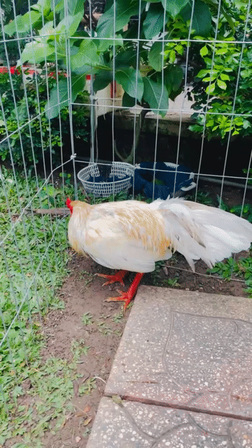 Bướm cú 2kg4 vấn sáu. Mua bán Gà tại Thành phố Sóc Trăng Sóc Trăng được đăng bởi Thanh soc trang hình 1