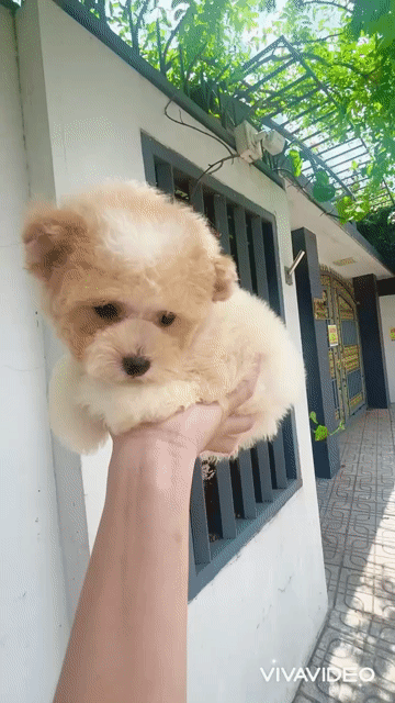🍒🍒 POODLE TAI GẤU GIEN MIX BICHON VIP 🍒🍒. Mua bán Chó tại Huyện Hóc Môn Tp Hồ Chí Minh được đăng bởi SIÊU PET SG UY TÍN  hình 1