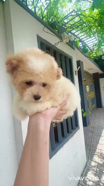 🍒🍒 POODLE TAI GẤU GIEN MIX BICHON VIP 🍒🍒. Mua bán Chó tại Huyện Hóc Môn Tp Hồ Chí Minh được đăng bởi SIÊU PET SG UY TÍN  hình 1