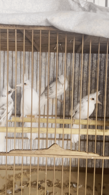 Chim chào mào bạch tạng 10 ngày - 4 tháng. Mua bán Chim tại Thành phố Hội An Quảng Nam được đăng bởi Đại Phong Farm hình 1