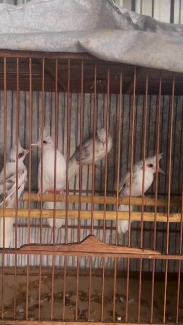 Chim chào mào bạch tạng 10 ngày - 4 tháng. Mua bán Chim tại Thành phố Hội An Quảng Nam được đăng bởi Đại Phong Farm hình 1