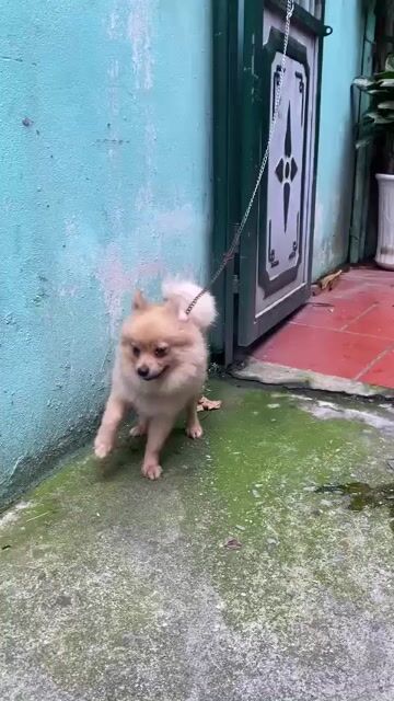Chó Phốc Sóc Nâu vàng. Mua bán Chó tại Quận Long Biên Hà Nội được đăng bởi Nam hình 1