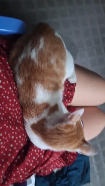 Mèo Cái Trắng cam. Mua bán Mèo tại Quận 7 Tp Hồ Chí Minh được đăng bởi Anh Thư hình 1